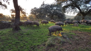 Cerdos de la dehesa de Guijuelo para jamones ibéricos