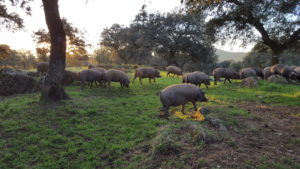 Cerdos en dehesa