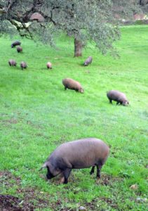 Cerdos ibéricos en libertad en dehesas