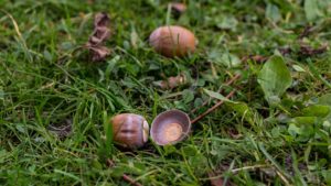 Bellotas en el suelo de la dehesa