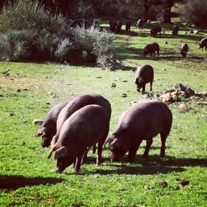 Cerdos ibéricos en la montanera comiendo bellotas