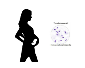 Mujer embarazada y bacteria de la toxoplasmosis