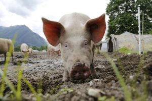 Cerdo blanco paar diferencias entre jamón serrano y jamón ibérico
