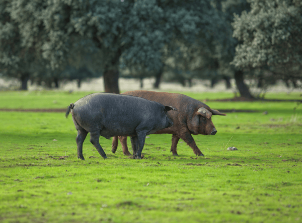 Delicias de Guijuelo: Descubre los Secretos de los mejores ibéricos