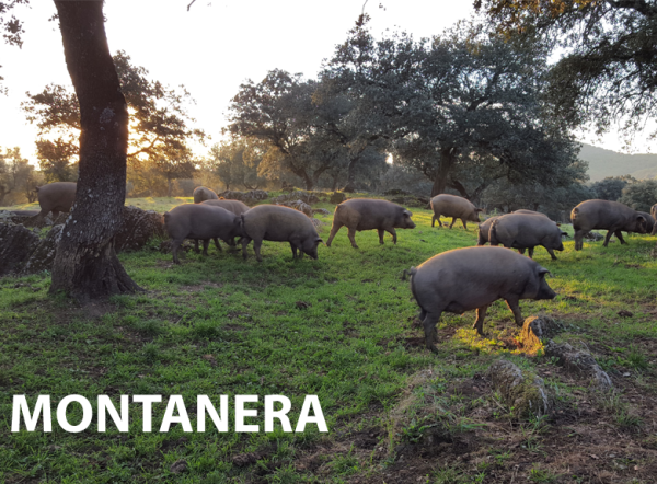 La montanera y sus beneficios para el cerdo ibérico 