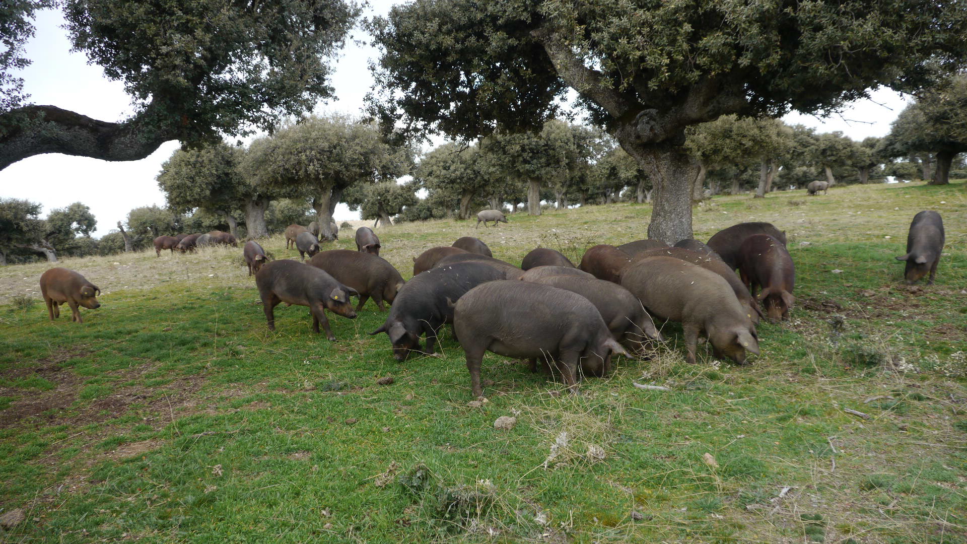 cerdos ibericos Cruzados