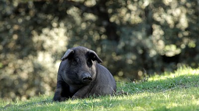 Cerdo ibérico en dehesa de Guijuelo. Origen del jamón ibérico