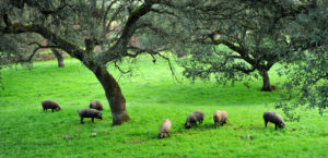 Ceros ibéricos pastando en dehesa