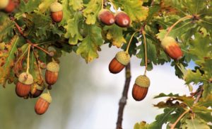 Bellotas de campo para engorde de los cerdos, es una forma de diferenciar un jamón de bellota de un jamón de cebo.