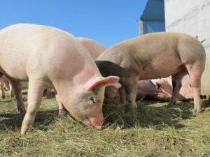 Cerdos en el campo de donde sale el jamón para curar en casa