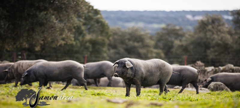  D.O. Guijuelo. Diferencias entre bellota, cebo y cebo de campo