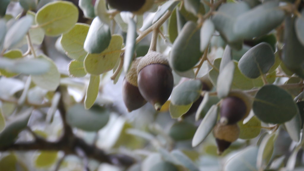 Bellotas ibericas