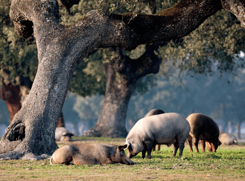 ¿Cuáles son los secretos de los mejores ibéricos de Guijuelo? 